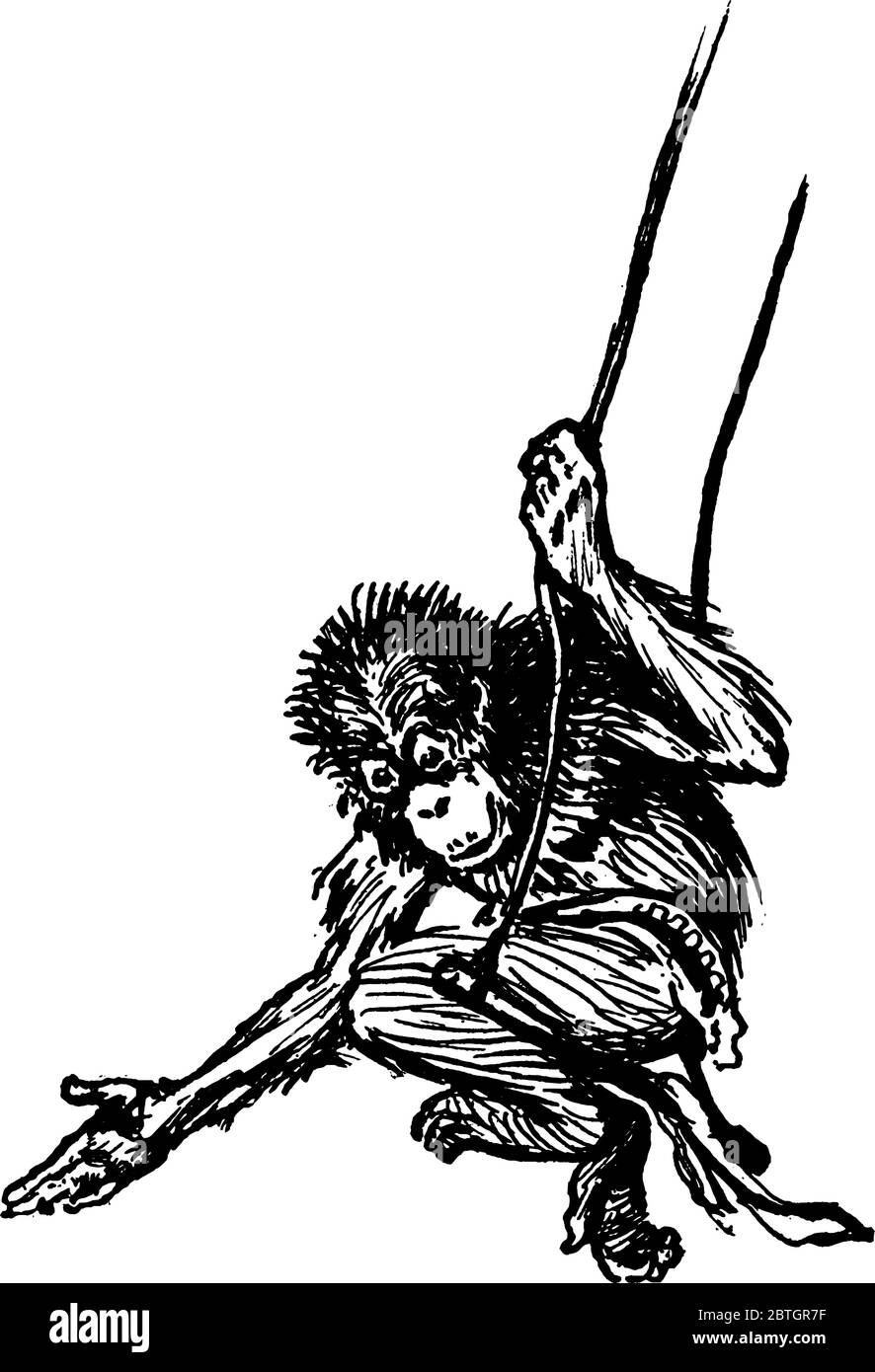 La figura raffigura una scimmia che oscilla nel circo, sono gruppi o specie di mammiferi, disegni di linee d'annata o illustrazioni di incisione Illustrazione Vettoriale