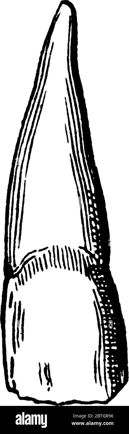 Una tipica rappresentazione dell'incisore, un dente a taglio stretto nella parte anteriore della bocca, adatto per il taglio nell'uomo, il disegno di linee d'annata o l'engler Illustrazione Vettoriale
