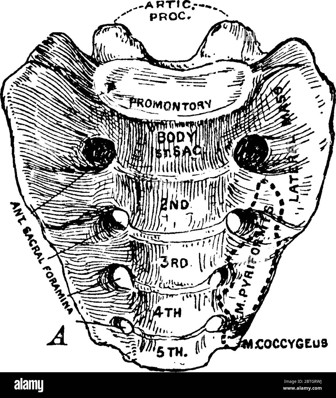 Il Sacrum umano, un grosso osso triangolare come base della spina dorsale, si trova tra le due ossa dell'anca, con le parti etichettate, disegno di linea vintage o engler Illustrazione Vettoriale