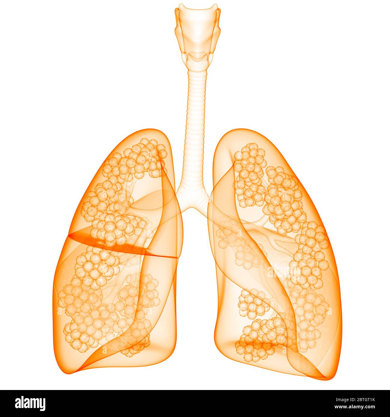 Polmoni del sistema respiratorio umano con anatomia alveoli Foto Stock