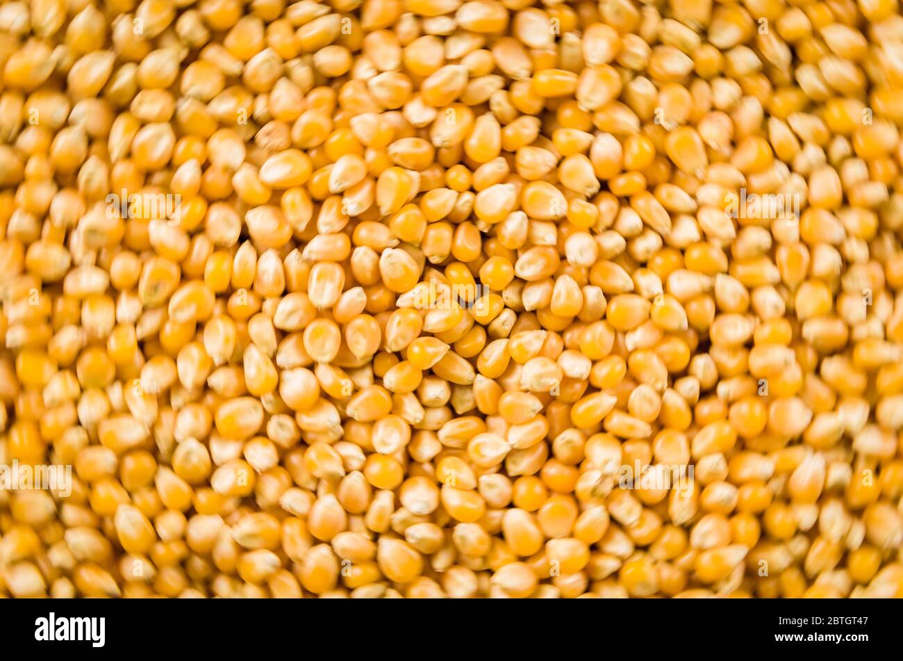 Splendido sfondo di popcorn per vari usi. Chicchi di popcorn in primo piano a spirale sfocata. Foto Stock