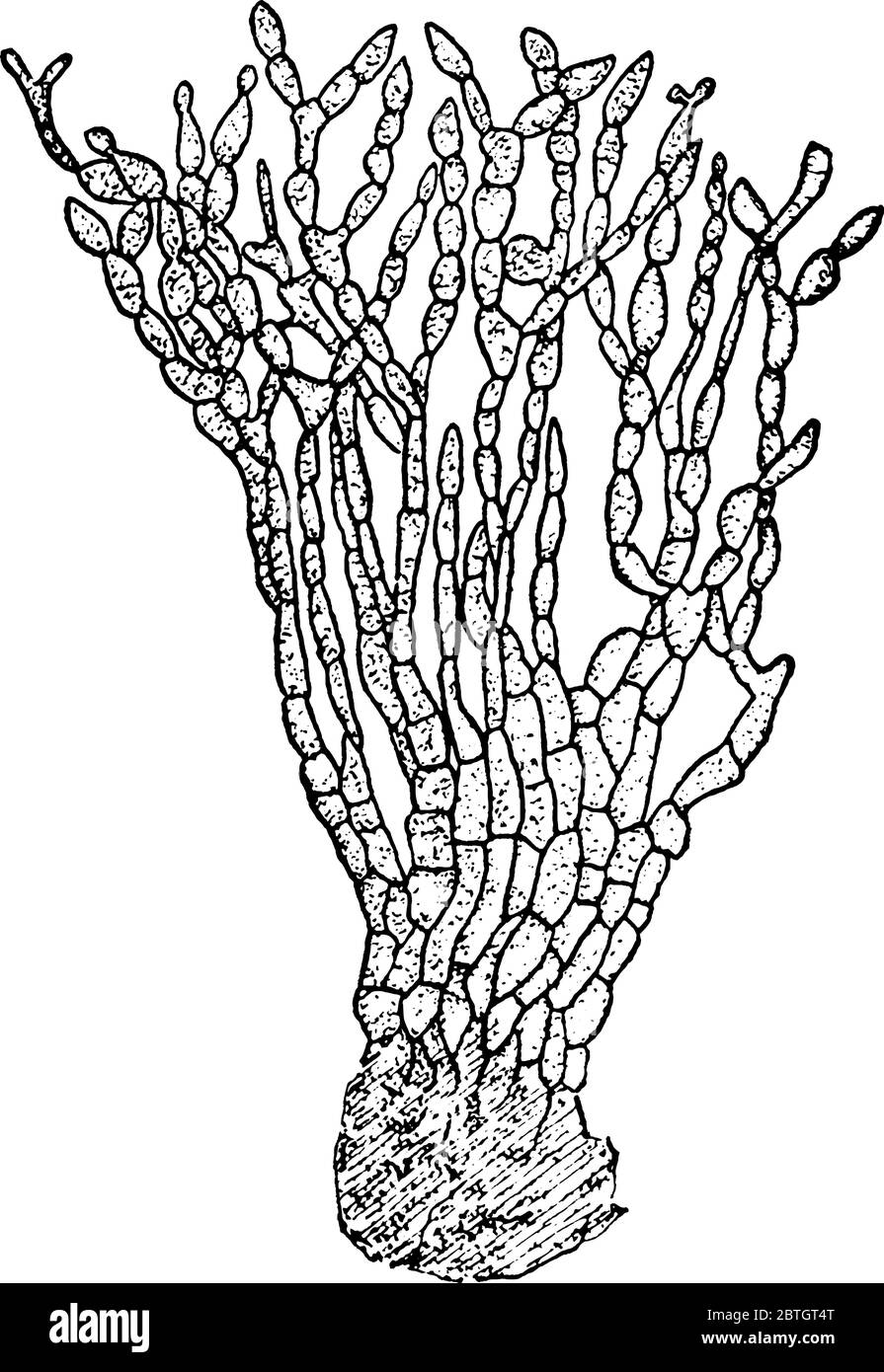 Patogeno vegetale, Sclerotinia fruttigena. A, la forma conidiale nota come Monilia, disegno di linea d'annata o illustrazione dell'incisione. Illustrazione Vettoriale