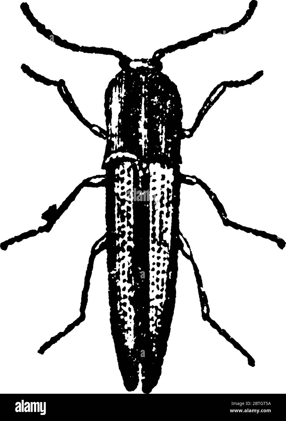 Le coleotteri molleggianti, le gambe sono così corte che quando cadono sulle loro spalle non sono in grado di destra se stesse come una tartaruga capsized ed ha un lungo, SL Illustrazione Vettoriale