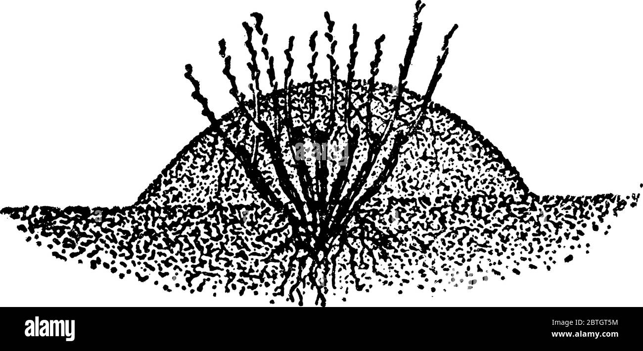 Immagine della stratificazione di tumuli per piccoli rami di steli, disegno di linee vintage o illustrazione di incisione. Illustrazione Vettoriale