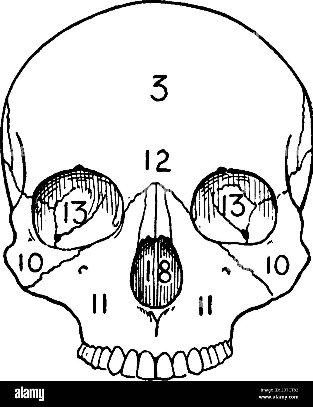 Vista frontale di un cranio adulto, una struttura ossea che funge da cavità protettiva per il cervello con le sue parti etichettate, disegno di linea vintage o e. Illustrazione Vettoriale