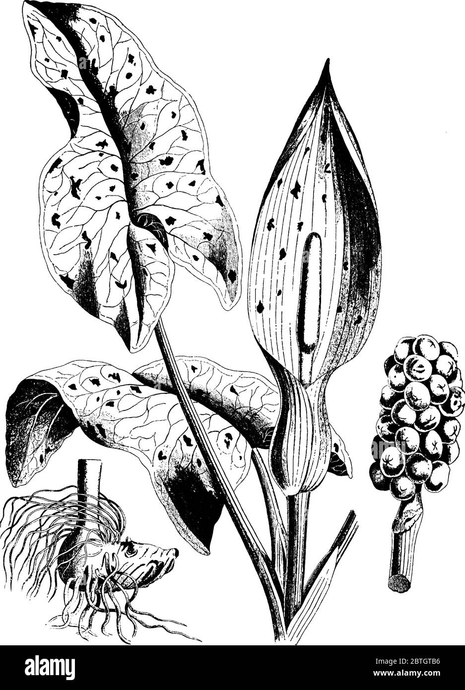 Una pianta comune con foglie macchiate di porpora e può causare reazioni allergiche nella gente, trovato nell'Europa temperata del nord, disegno di linea di annata o. Illustrazione Vettoriale