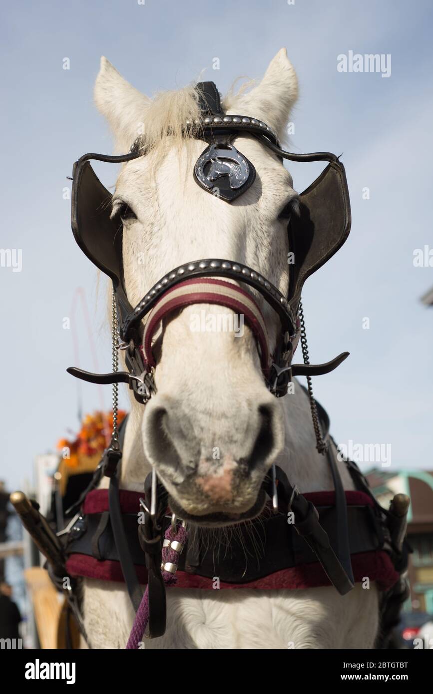 Primo piano di un cavallo da traino Foto Stock