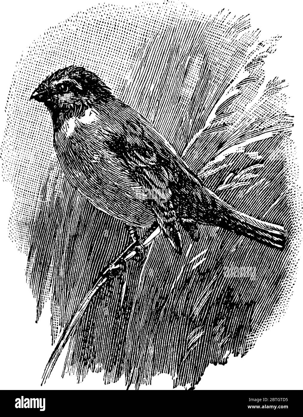 Il mungere di circo, Emberiza cirlus, è un uccello passerino, una specie comune europea di uccelli della famiglia Emberizidae, è come una piccola h gialla Illustrazione Vettoriale