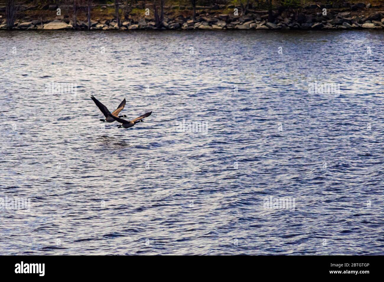 Un paio di oche canadesi stanno volando in basso sull'acqua del fiume poco dopo il decollo in volo. Foto Stock