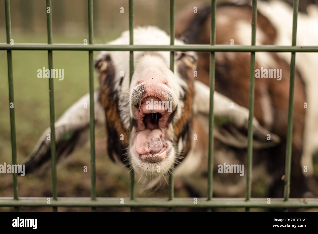 Una capra si attacca il naso attraverso una recinzione, facendo una faccia divertente Foto Stock