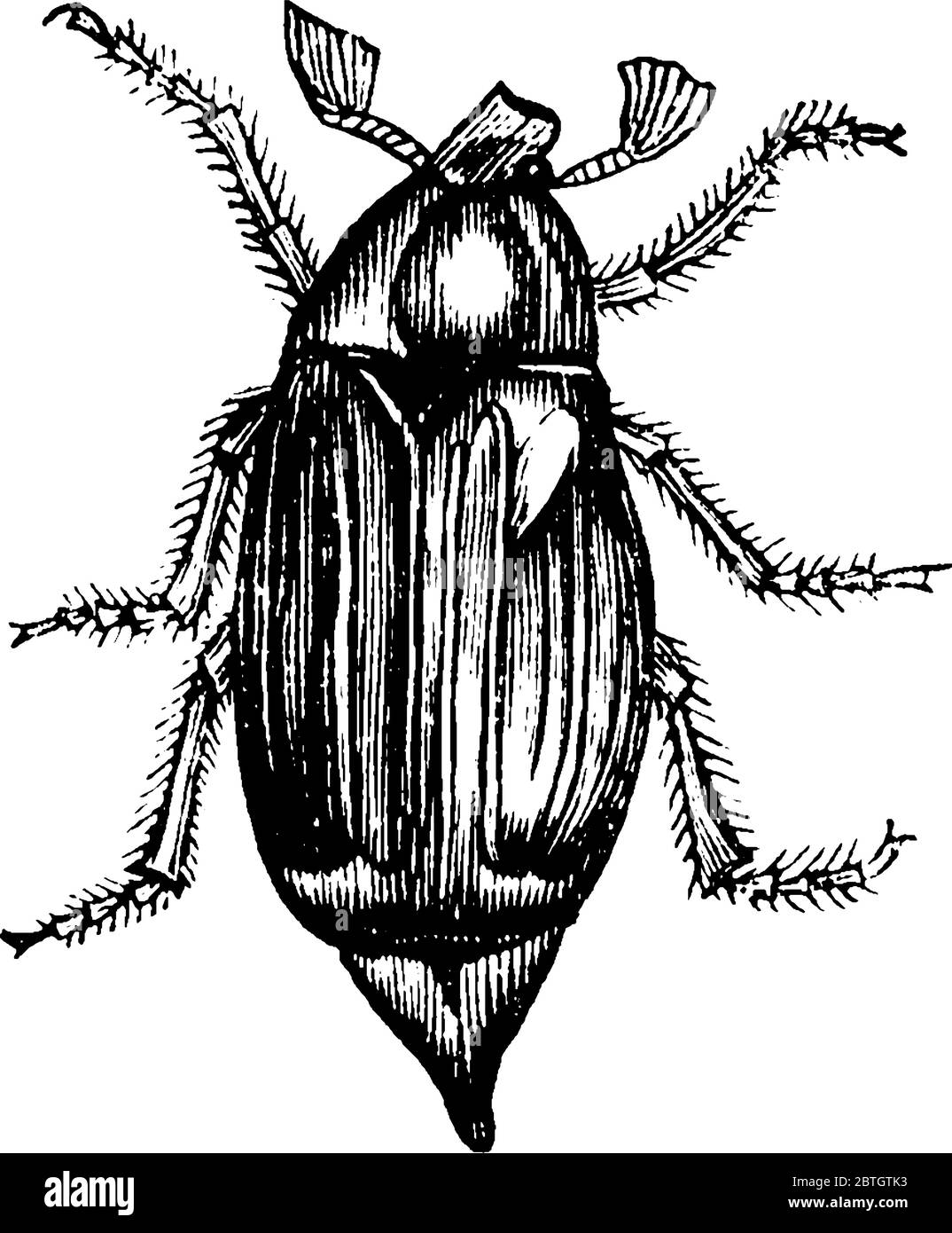 I Beetles sono un gruppo di insetti che formano l'ordine Coleoptera, nel superordine Endopterygota, disegno di linea vintage o illustrazione di incisione. Illustrazione Vettoriale