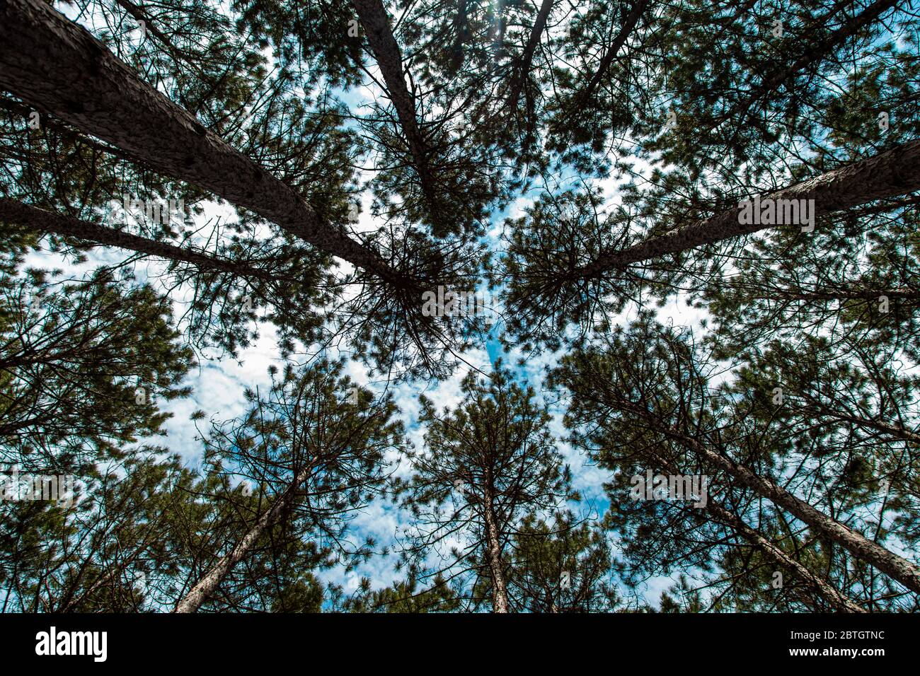 Una vista dall'angolo basso si affaccia su alti pini sempreverdi in una foresta con un cielo blu nuvoloso. Foto Stock