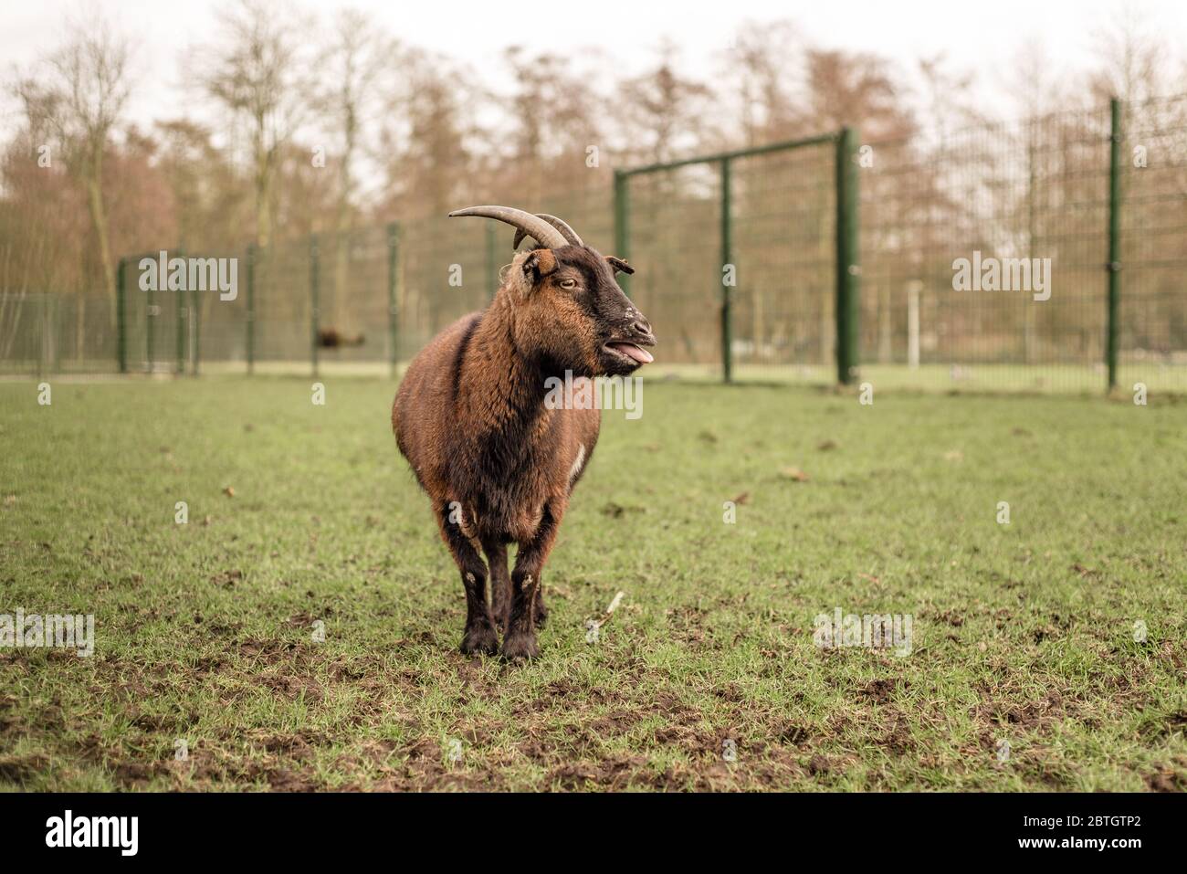 Un animale domestico capra con corna si trova in un campo che sanguina Foto Stock