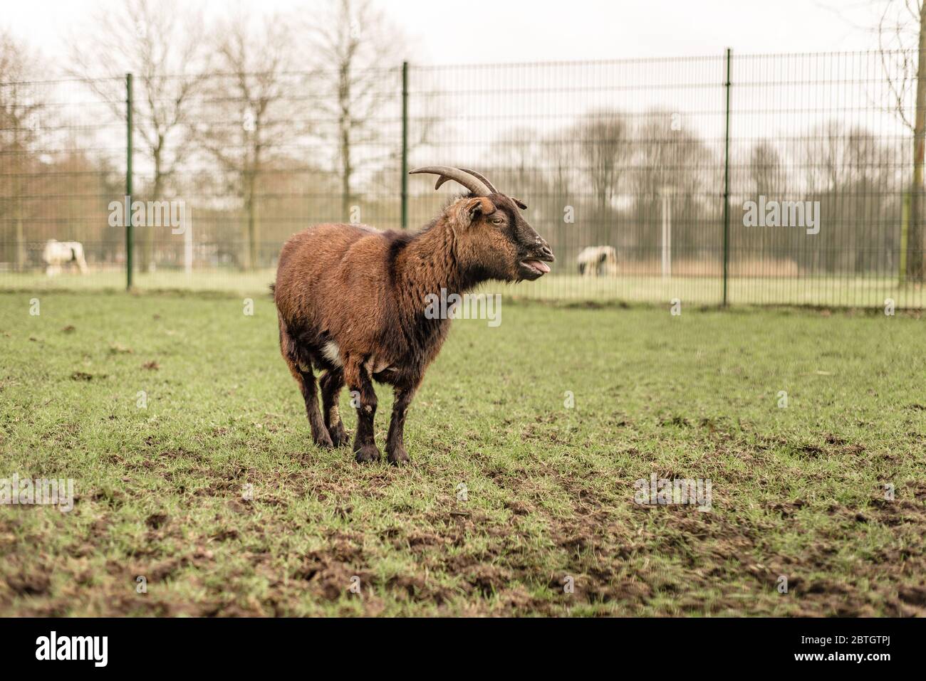 Un animale domestico capra con corna si trova in un campo che sanguina Foto Stock