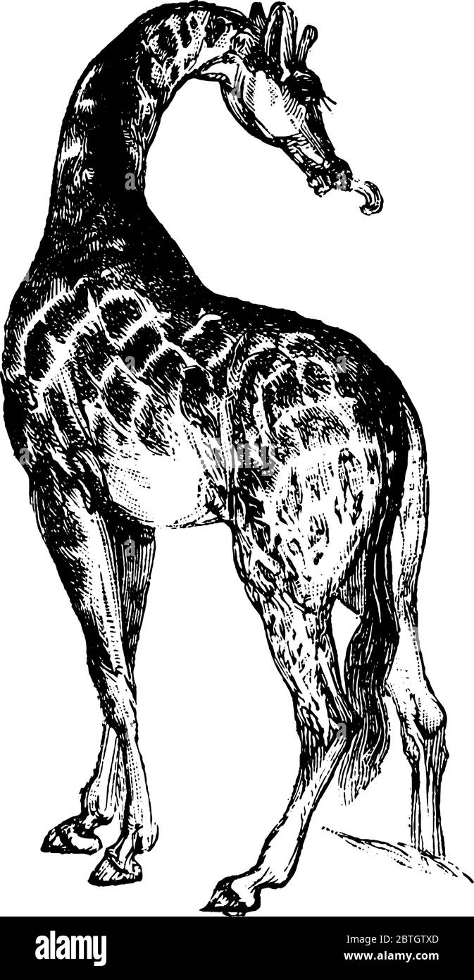 Mammifero a collo alto con una foglia in bocca si trova solo in Africa. Essi viaggiano in mandrie e navigare dagli alberi con le loro lunghe lingue., annata Illustrazione Vettoriale