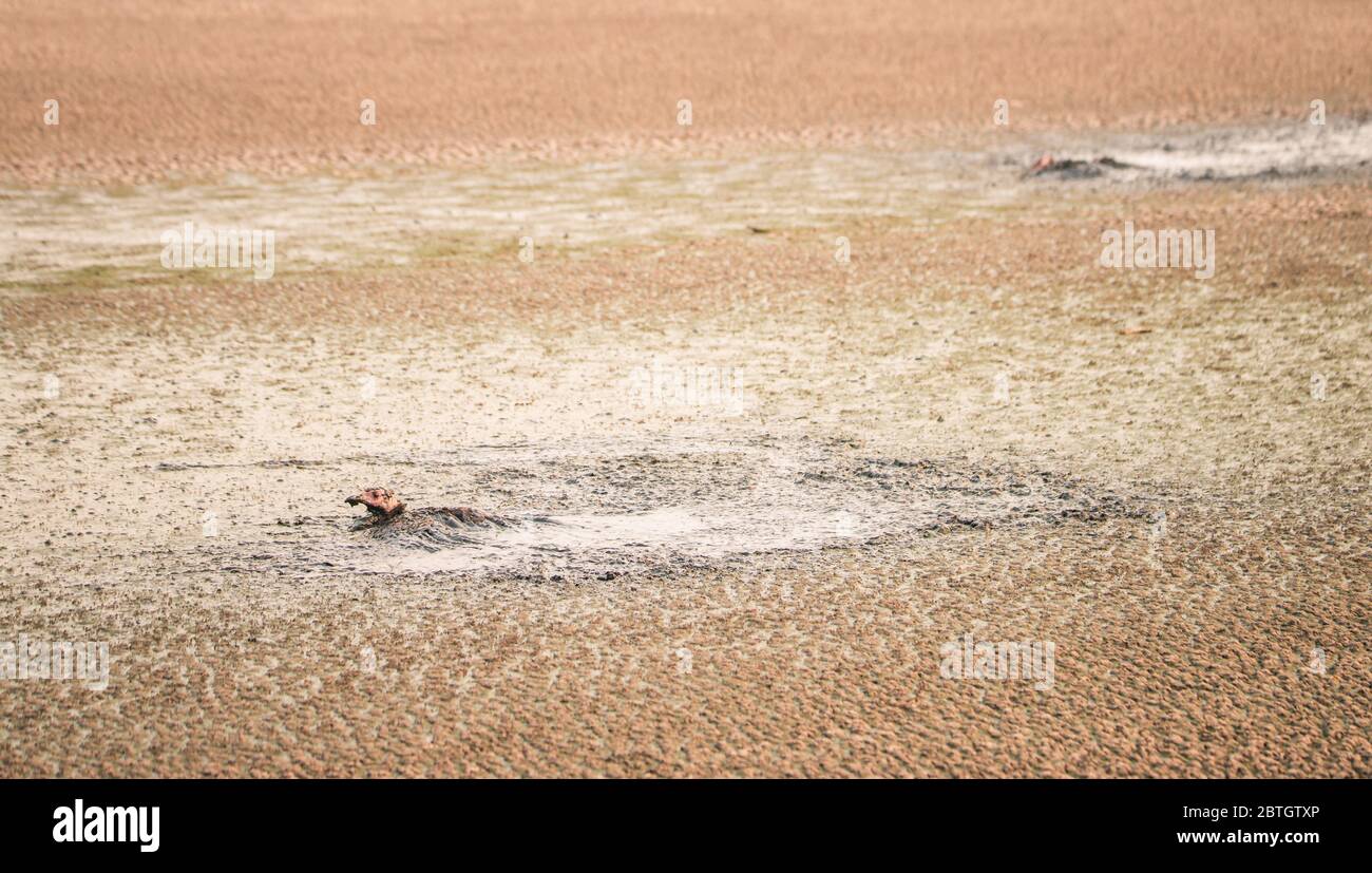 Due tacchini sono rimasti bloccati nei fanghi di un impianto di trattamento delle acque reflue Foto Stock