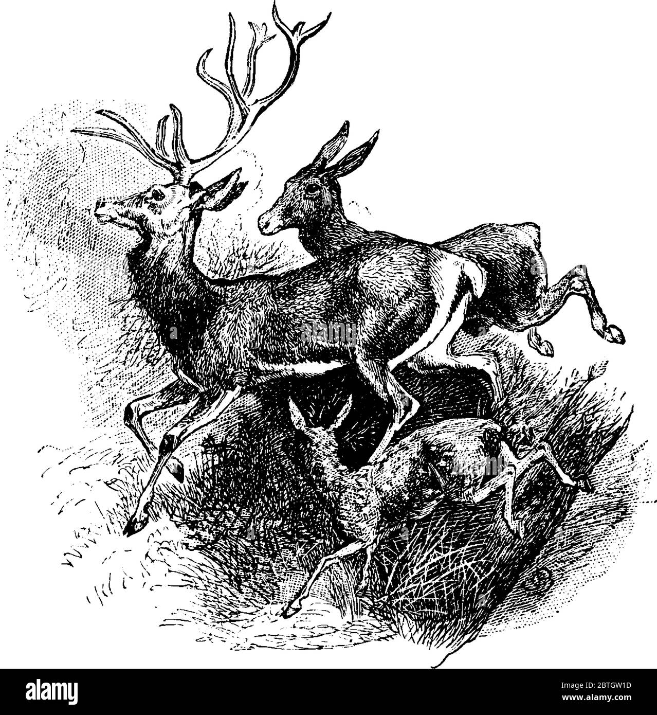Il cervo rosso è il più grande in specie di cervo che ha corna ramificate grandi, disegno di linea di annata o illustrazione di incisione. Illustrazione Vettoriale