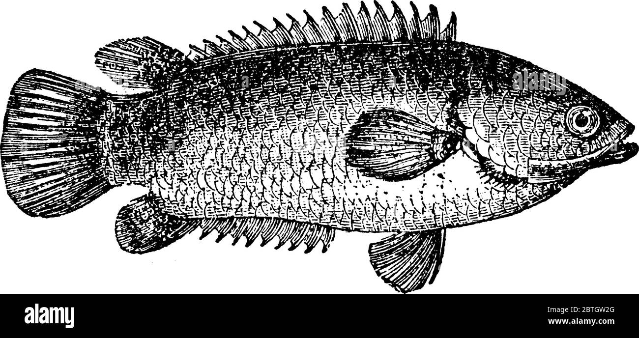 Arrampicata Perch, è il pesce che possiede un organo labirinto, una struttura nella testa del pesce che permette loro di respirare l'ossigeno atmosferico, annata li Illustrazione Vettoriale