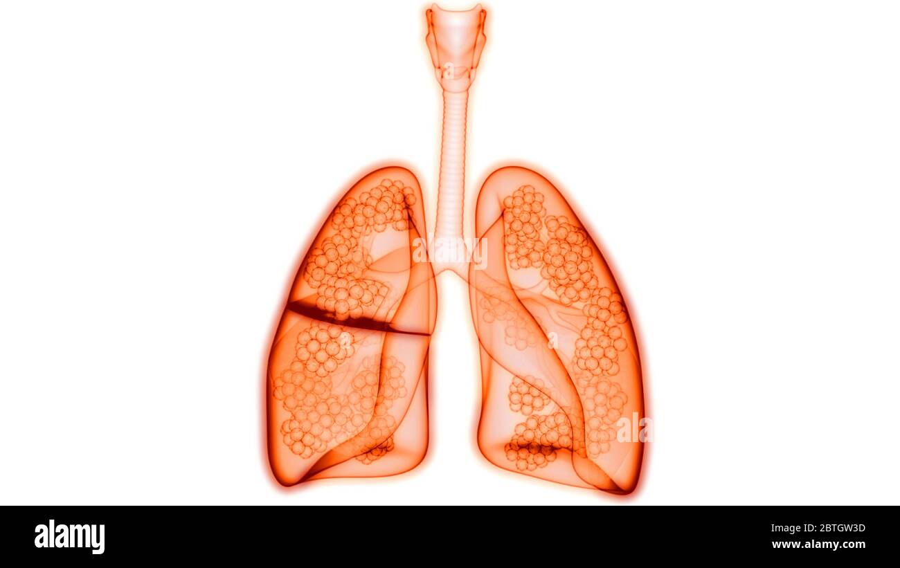 Polmoni del sistema respiratorio umano con anatomia alveoli Foto Stock