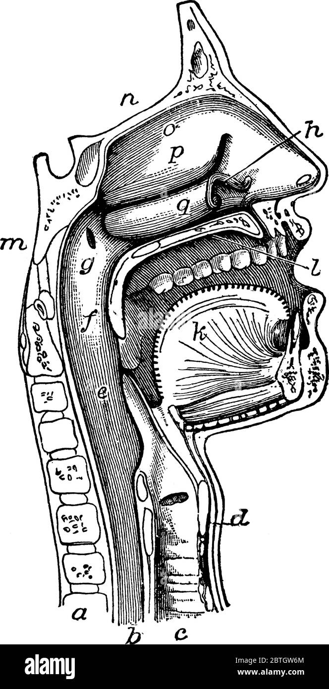 La bocca, la nosea e la faringe, con l'inizio di gullet (esofago) e laringe, come esposto da una sezione, disegno di linea d'annata o incisione illustratore Illustrazione Vettoriale
