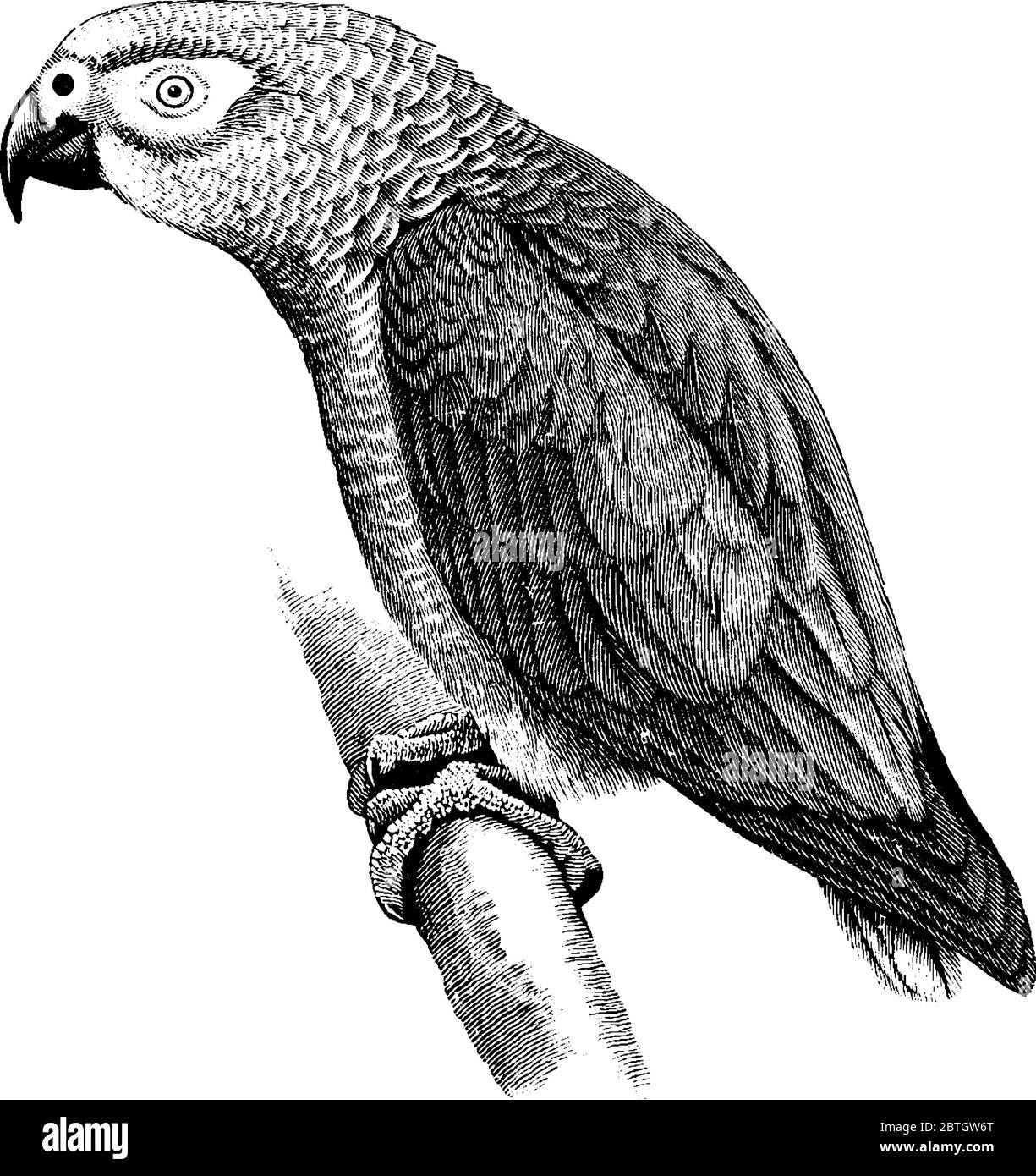 Il pappagallo grigio è un pappagallo del vecchio mondo della famiglia Psittacidae, conosciuto anche come pappagallo grigio africano., disegno di linea vintage o illustrazione dell'incisione. Illustrazione Vettoriale