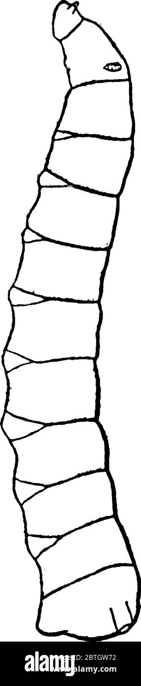 Horse Fly è il membro del genere Tabanus, con deboli macchie di fumo sulle ali. Questa figura rappresenta Larva del Horse Fly, disegno di linea vintage Illustrazione Vettoriale