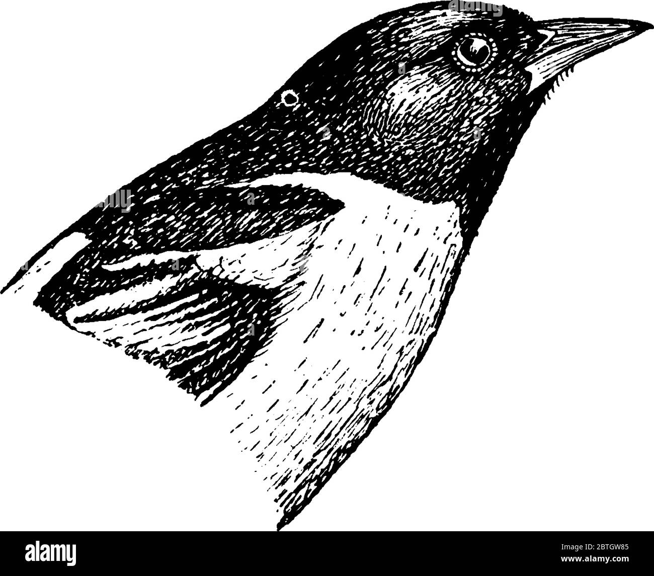 Il Baltimore Oriole, un piccolo uccello nero icteride. L'uccello di stato del Maryland, disegno di linea vintage o illustrazione di incisione. Illustrazione Vettoriale