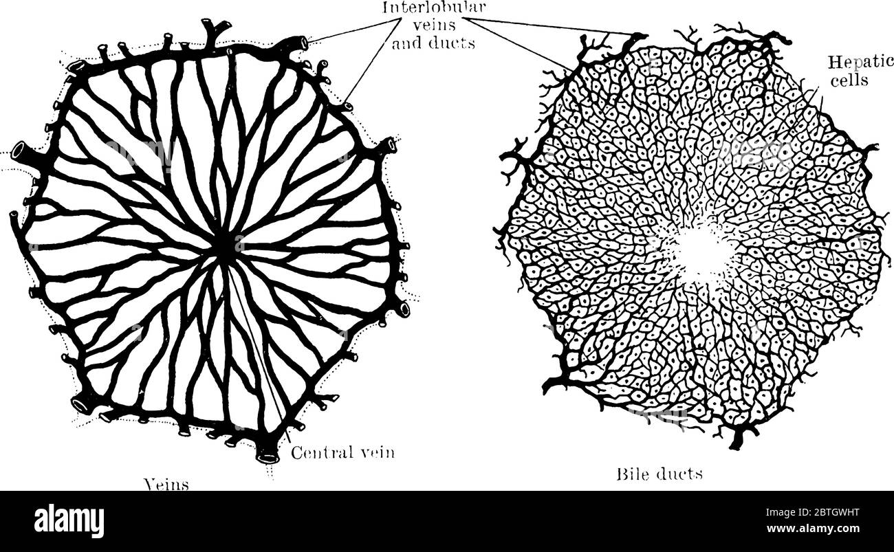 Il diagramma illustra la disposizione dei vasi sanguigni, all'interno del lobolo del fegato, disegno di linea d'annata o illustrazione dell'incisione. Illustrazione Vettoriale
