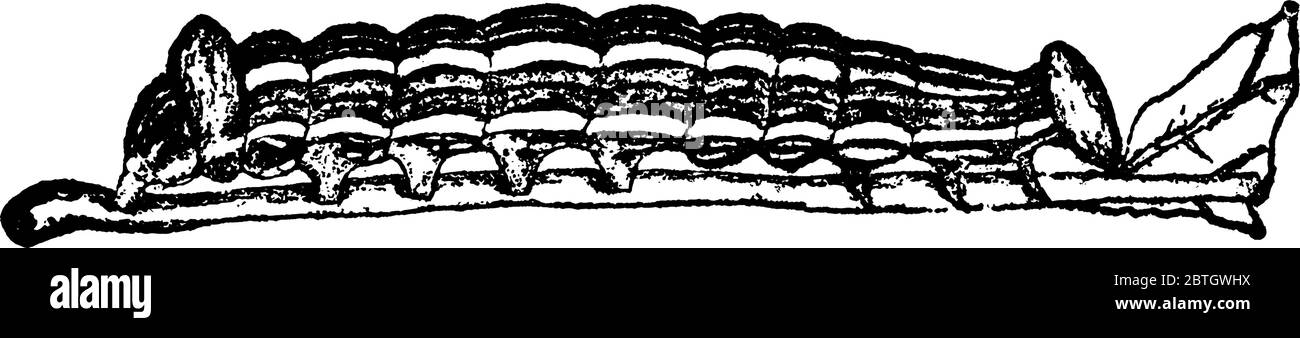 Il quadro raffigura lo stadio larvale di edema, edema albifrons specie, strisciando sui rami dell'albero, con segmenti e strisce sul suo corpo, v Illustrazione Vettoriale