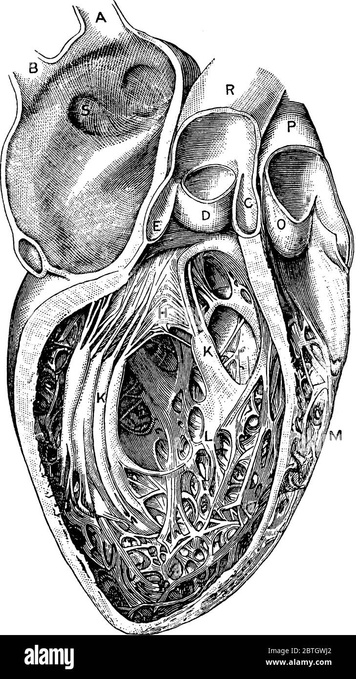 Le cavità del cuore, con le parti A, B, vene polmonari destre; S, aperture delle vene polmonari sinistre; e, D, C, valvole aortiche; R, aor Illustrazione Vettoriale