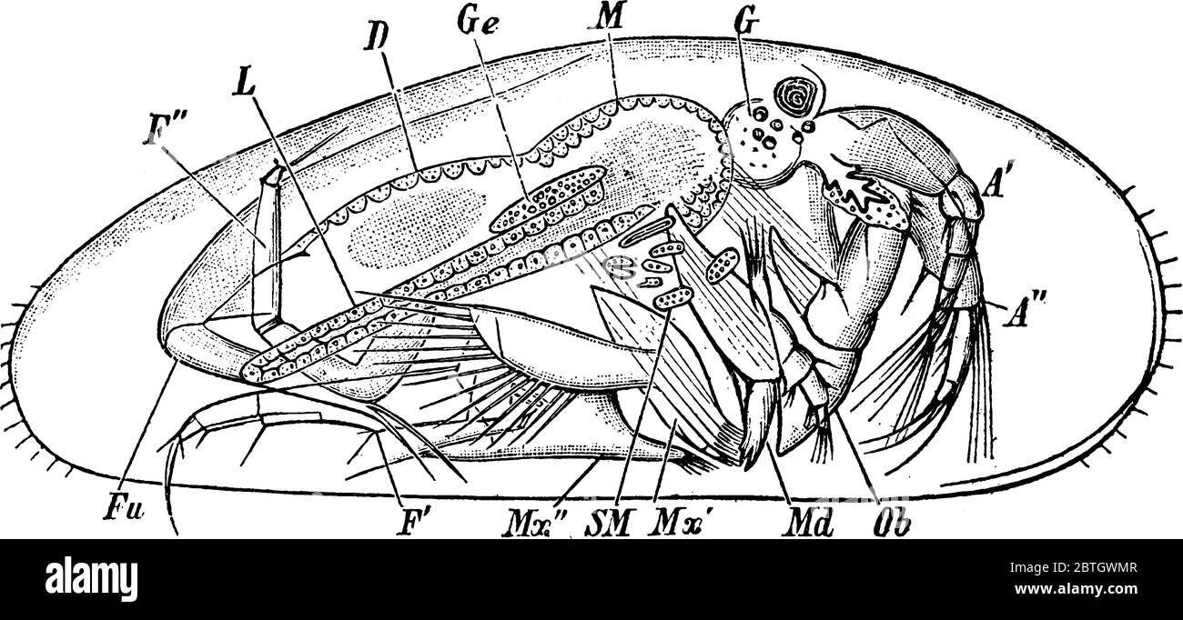 Figura che mostra Cypris, che sono ostracodi e relativi a cozze e gamberetti, disegno di linea vintage o illustrazione di incisione. Illustrazione Vettoriale