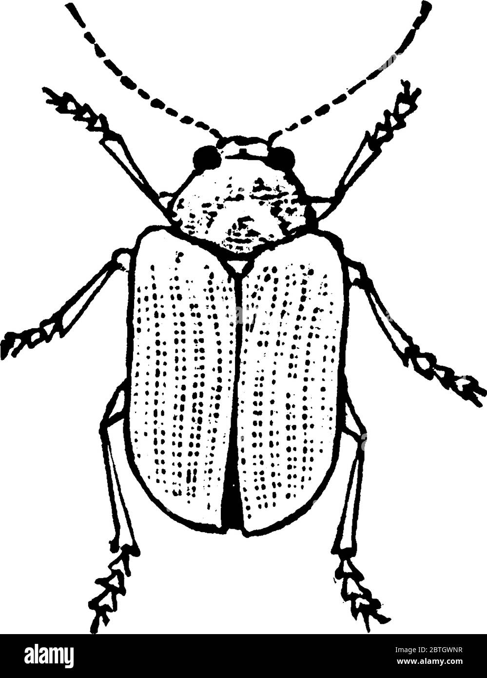 I Beetles sono un gruppo di insetti che formano l'ordine Coleoptera, nel superordine Endopterygota, disegno di linea vintage o illustrazione di incisione. Illustrazione Vettoriale