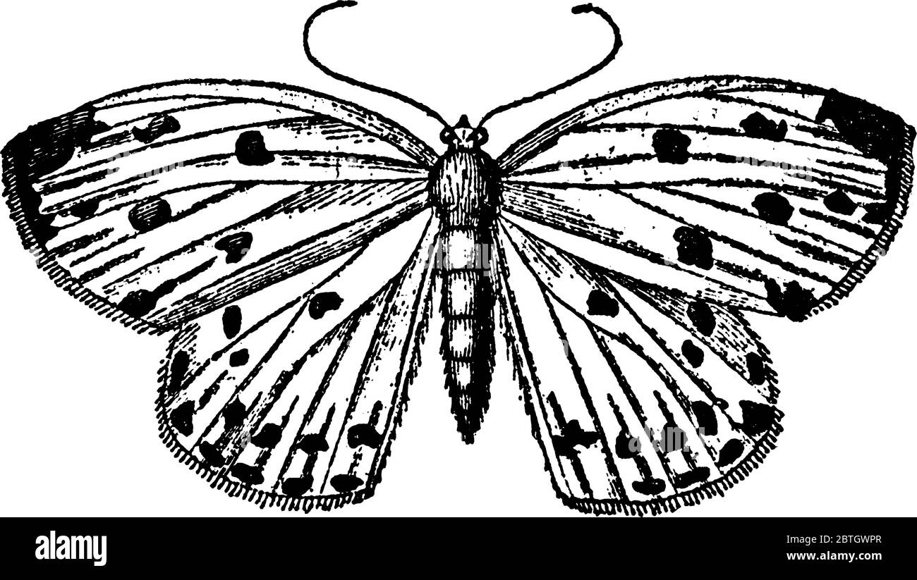 Geometrina con macchie circolari luminose e vene radiali che attraversano le loro fronte e le loro ali posteriori, in condizione larvale hanno solo quattro gambe, Illustrazione Vettoriale