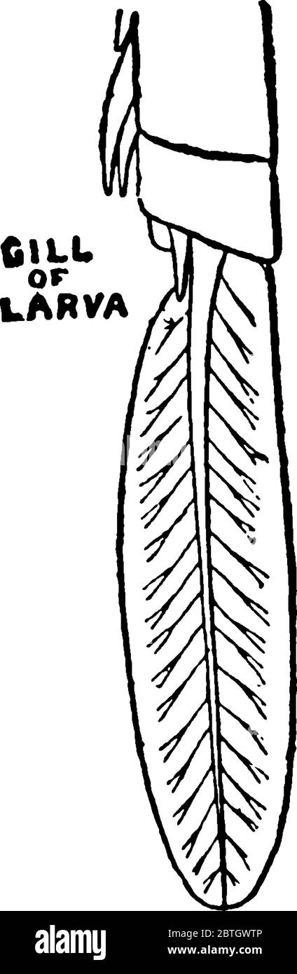 Le larve di Mayfly hanno branchie addominali come mostrato., disegno di linea vintage o illustrazione di incisione. Illustrazione Vettoriale