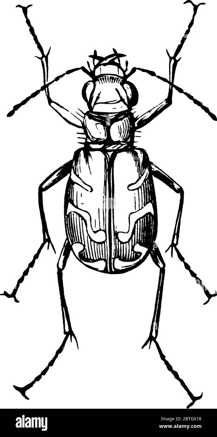 Sono mostrate specie di un grande gruppo di coleotteri, note per le abitudini predatorie. Si suggerisce che siano gli animali di terra più veloci, la linea vintage drawi Illustrazione Vettoriale