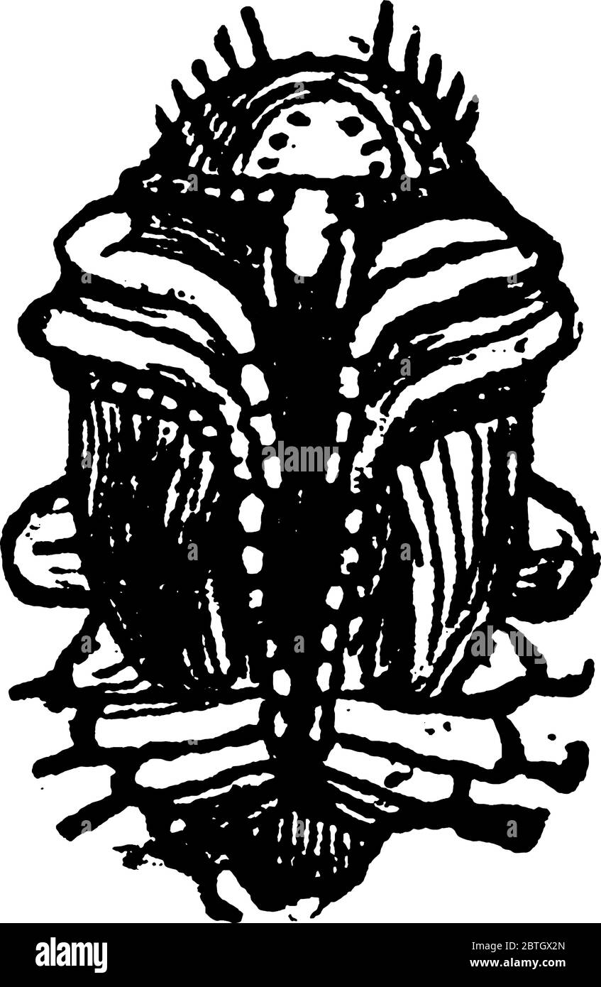 Pupa del barile di Elm-Leaf, vista anteriore, disegno di linee vintage o illustrazione di incisione. Illustrazione Vettoriale