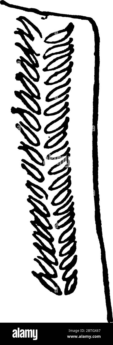 Dettaglio strutturale della mosca a tromba, disegno di linee vintage o illustrazione dell'incisione. Illustrazione Vettoriale