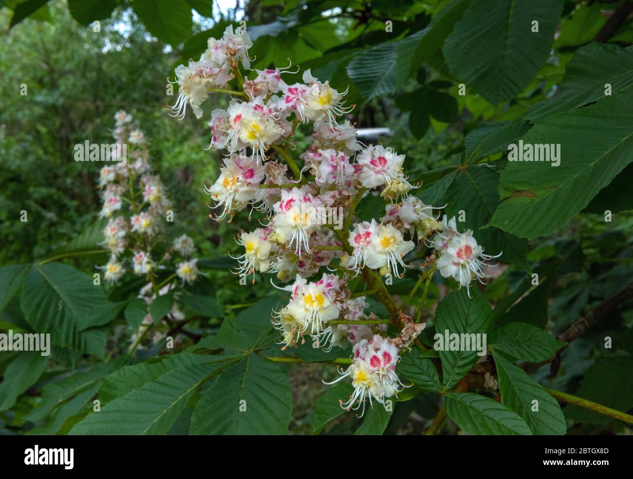 Castagne di cavallo in fiore o albero di Conker (Aesculus hippocastanum) Foto Stock
