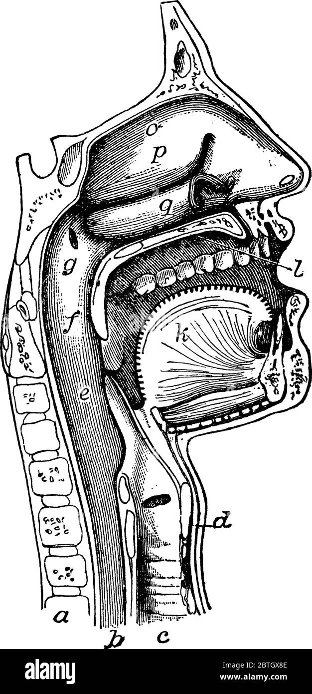 La bocca, la nosea e la faringe, con l'inizio di gulet (esofago) e laringe, come esposto da una sezione un po 'a sinistra del piano mediano o Illustrazione Vettoriale