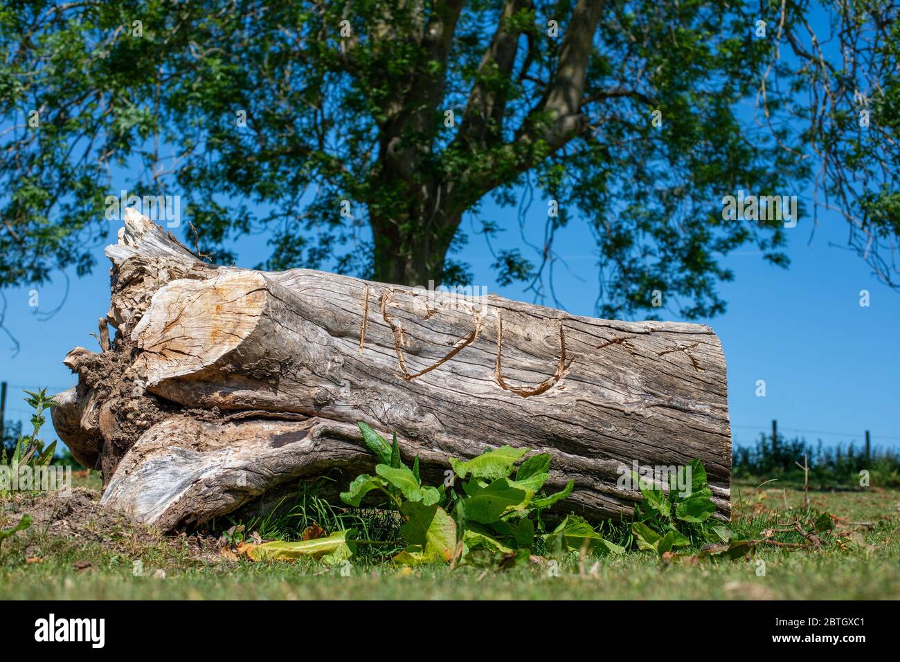 Vecchio tronco di albero rustico scolpito con le lettere e una forma per incantare i Heart (Love) voi Foto Stock