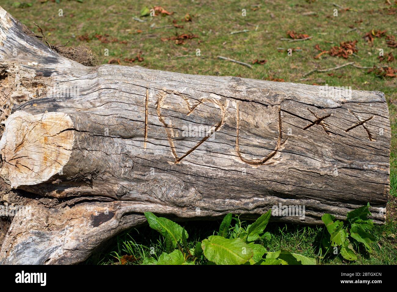 Vecchio tronco di albero rustico scolpito con le lettere e una forma per incantare i Heart (Love) voi Foto Stock