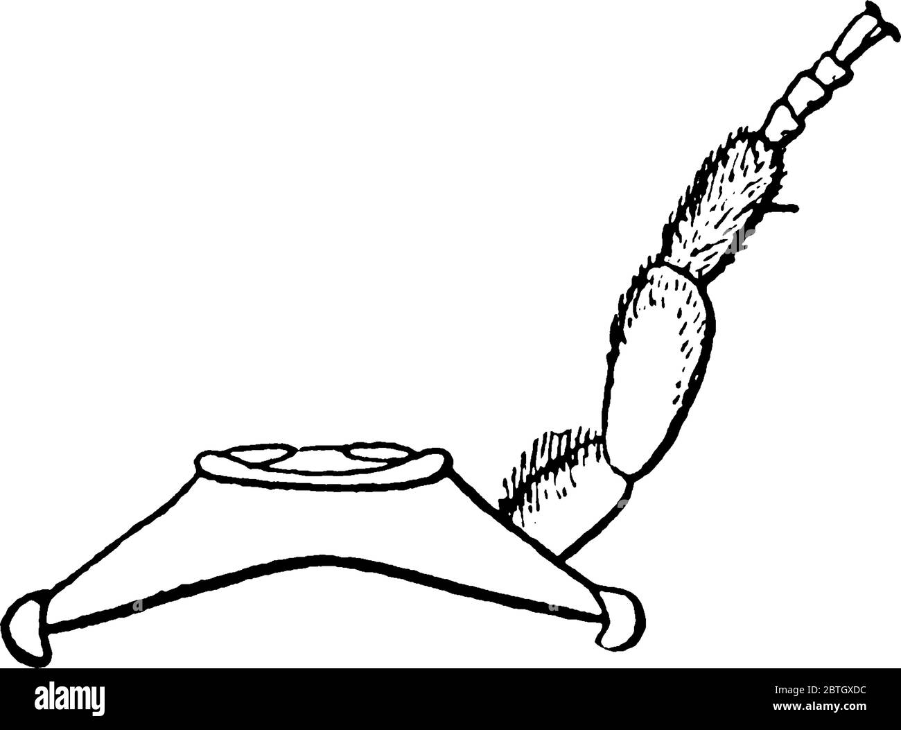 Una ape di miele è un insetto eusociale, che vola nella famiglia Apidi, che vive in colonie. Questa figura rappresenta il protorace di ape di miele, disegno di linea di annata Illustrazione Vettoriale