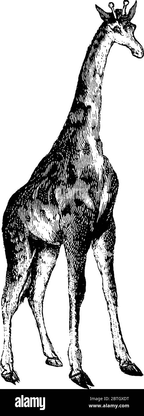 Giraffe è un animale a collo lungo con macchie bianche e marroni sul corpo, disegno di linea vintage o illustrazione di incisione. Illustrazione Vettoriale