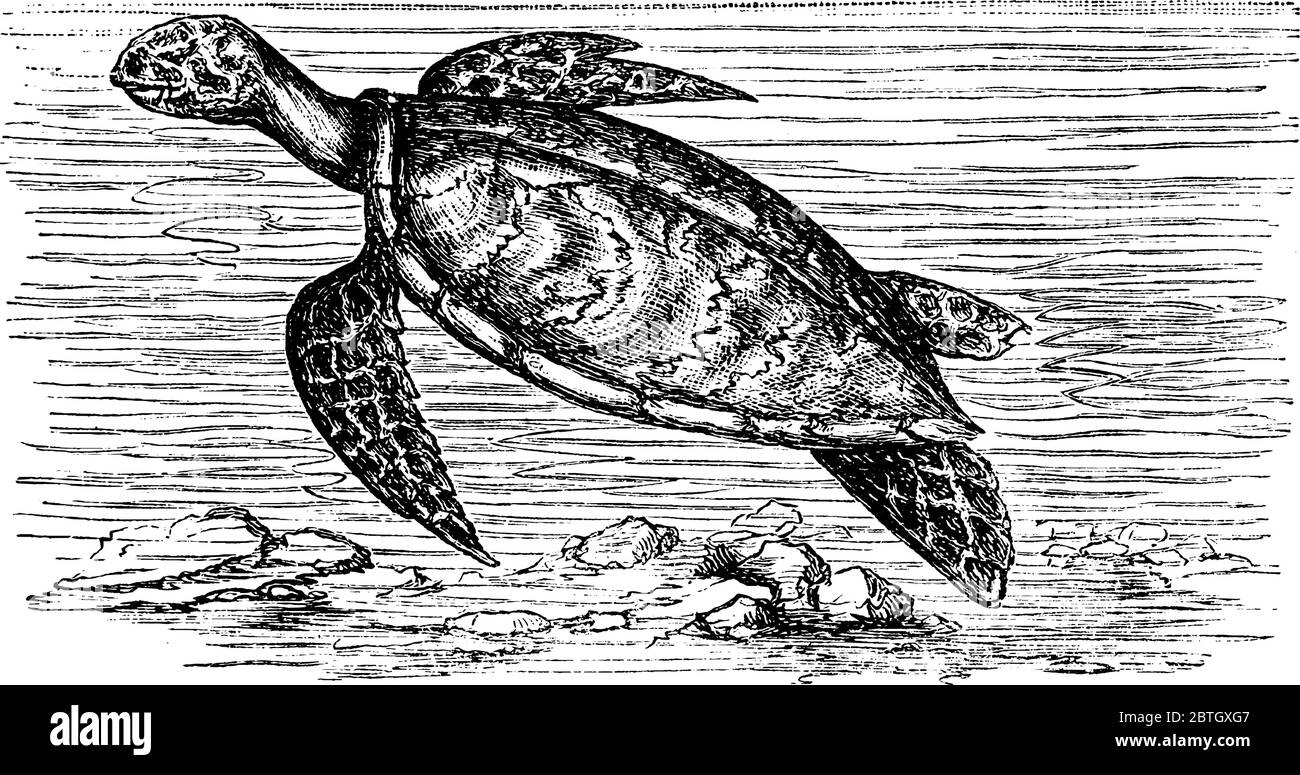 Turtle è un rettile usato per vivere in acqua e adattato per nuotare e immersioni, con estremità assomiglia alle ali e grande comparare al sigillo e al mare b Illustrazione Vettoriale