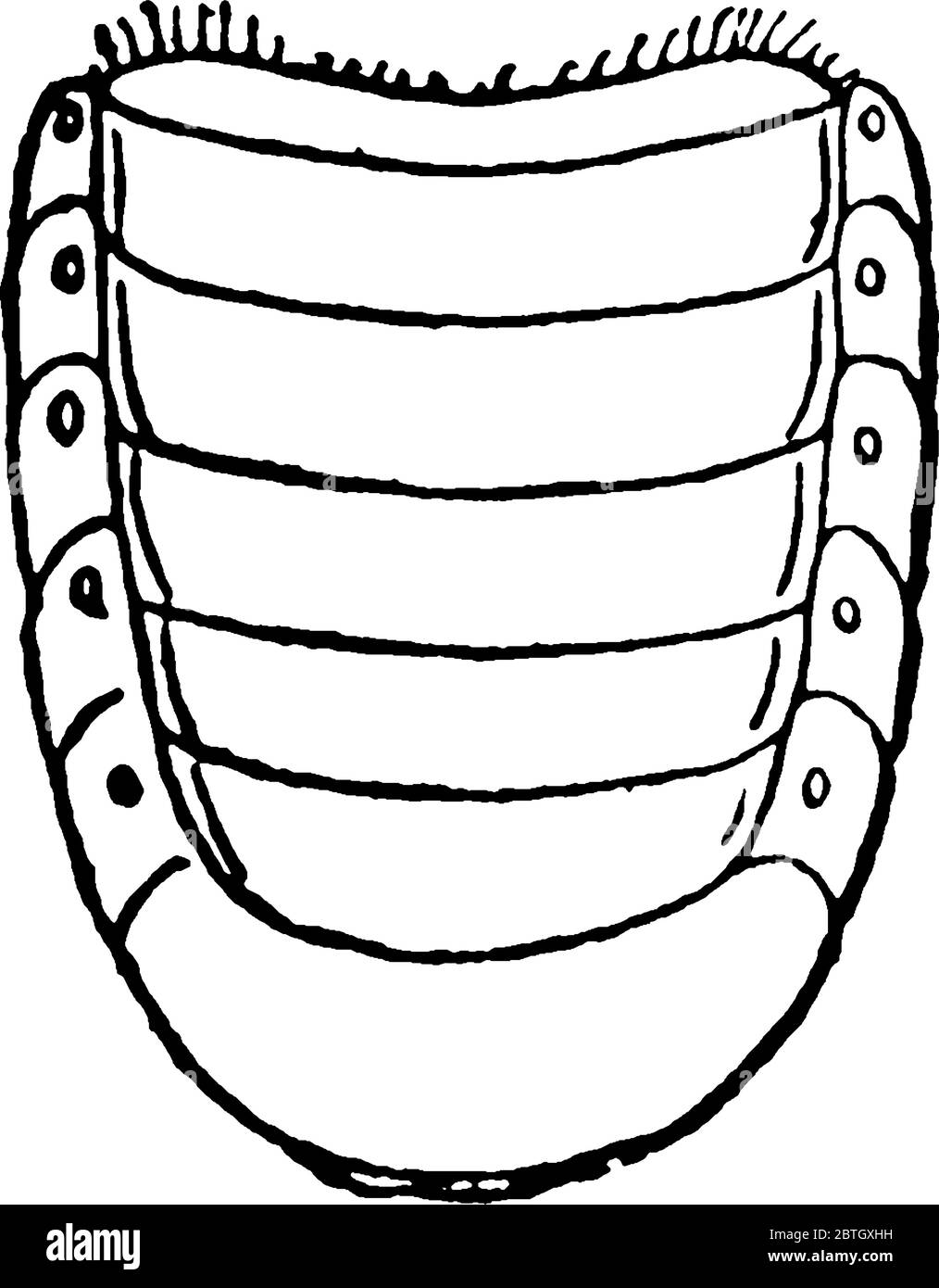 May Beetle è un coleottero rosso-marrone con coperture dell'ala lucenti, conosciuto anche come June Bug. Questa figura rappresenta l'addome di May Beetle, il disegno di linee vintage o. Illustrazione Vettoriale