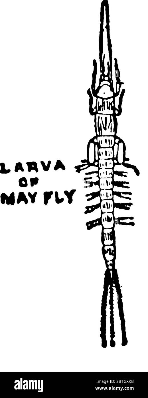 La prima fase della vita di un Mayfly è la Nymph o Larva., disegno di linea vintage o illustrazione di incisione. Illustrazione Vettoriale