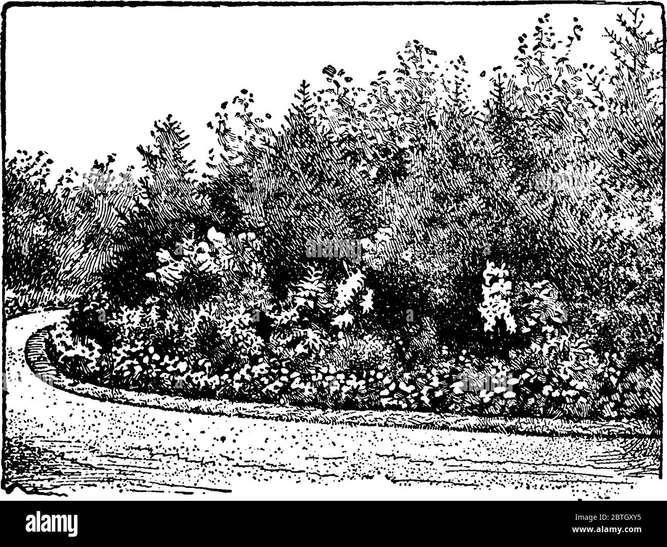 Piante annuali sono cresciute in una stagione e vivono per una sola stagione. Tutte le parti di piante muoiono annualmente, disegno di linea vintage o incisione Illustrat Illustrazione Vettoriale