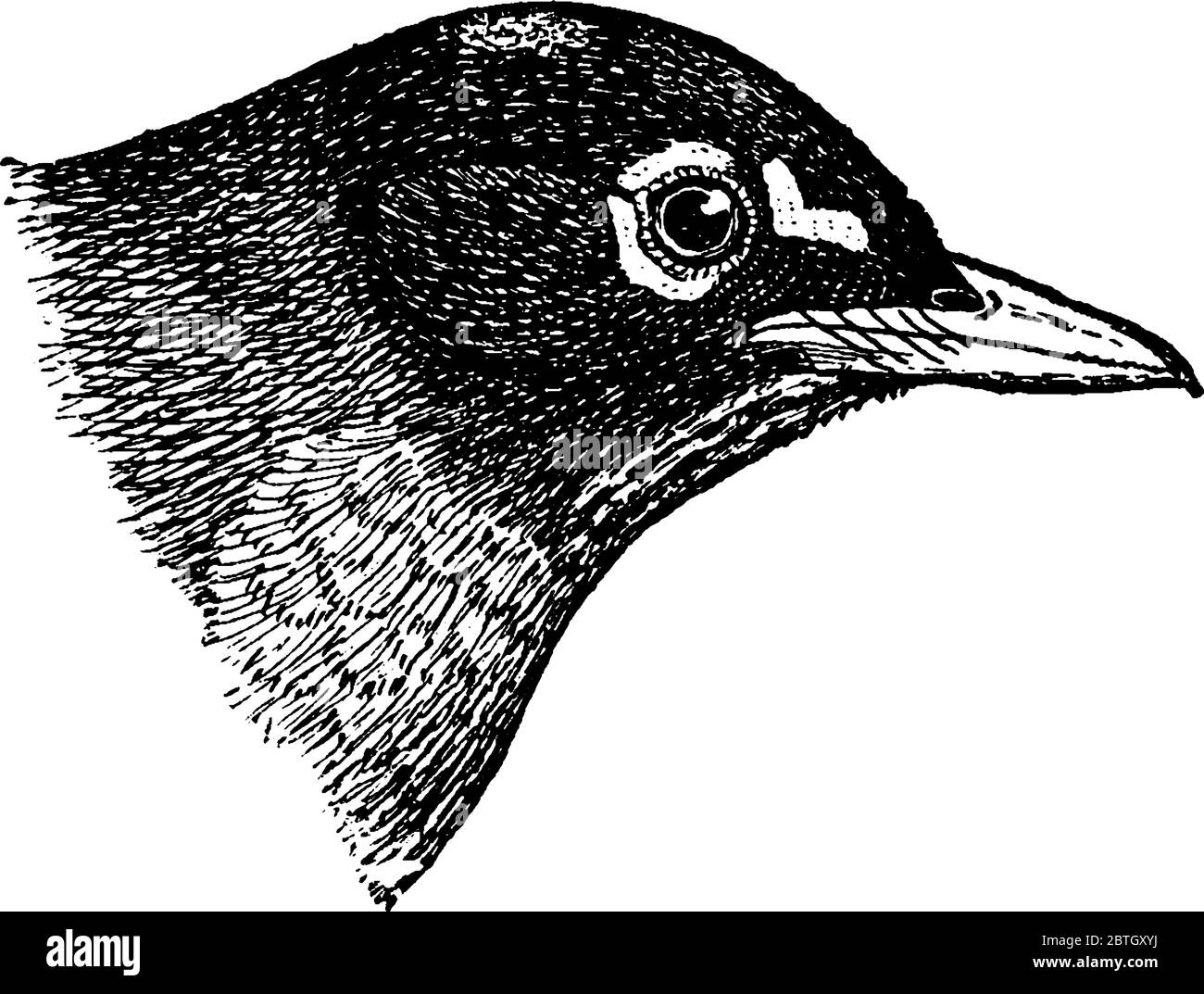 Il Robin americano, un songbird migratorio della famiglia thrush, disegno di linea vintage o illustrazione di incisione. Illustrazione Vettoriale