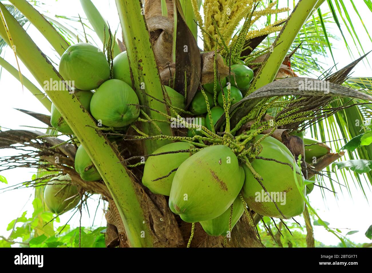 Mazzo di frutti di cocco verdi e immature sull'albero Foto Stock