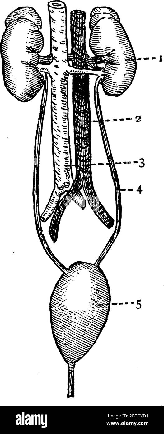 Una rappresentazione tipica dei reni e dei loro vasi, con le parti, 1: Rene sinistro; 2: Vena ascendente; 3: Aorta; 4: Uretere sinistro e 5: Vescica; Illustrazione Vettoriale
